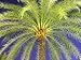 Palm - 24