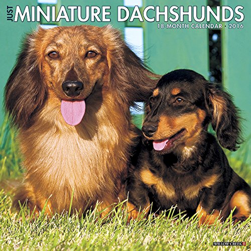 2016 Just Mini Dachshunds Wall Calendar