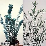 【メール便配送】　国華園　花たね ユーカリセット 2種2袋