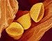 Photographic Prints of Flowering fern spores, SEM from Science Photo Library