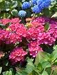 Red 'N Pretty Hydrangea Plant---12 Inch Container Size