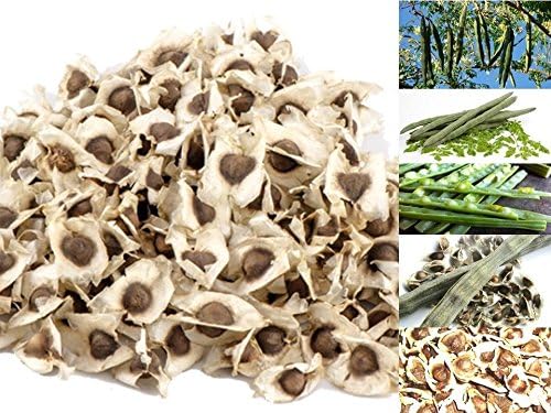 500 Seeds Moringa Oleifera Seeds From Thailand
