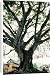 Canvas Prints of ROG-12073 Ancient PIPAL tree from Ardea Wildlife Pets
