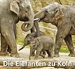 Die Elefanten zu K�ln