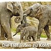 Die Elefanten zu K�ln
