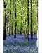 Photographic Prints of Bluebells i from ClownFish Photo