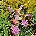 Wild Thyme Fairy