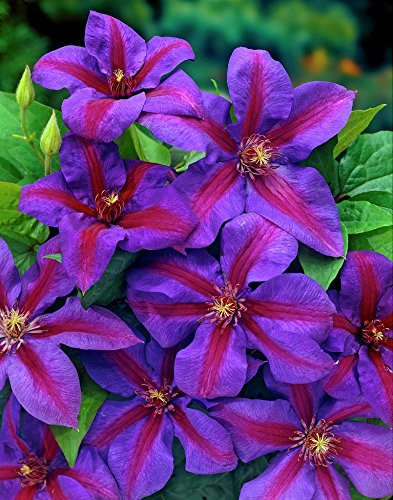 Mrs. N. Thompson Clematis Vine - Purple & Scarlet Blooms - 2.5 Mrs. N. Thompson Clematis Vine - Purple & Scarlet Blooms - 2.5