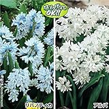 国華園　秋植え球根　プシキュアセット　2種40球