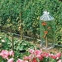 Tomatenhauben, 3 St&uuml;ck