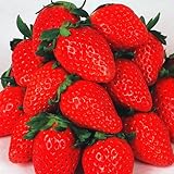 国華園　いちご苗　章姫　10株