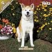 Akita 2011 Wall Calendar #10003-11