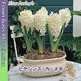 【スッキリとしたホワイト】ヒヤシンス・カーネギー・2球【秋植え球根】【甘い香り】