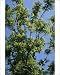 Photographic Prints of JLMO-2790 Black Walnut Tree from Ardea Wildlife Pets