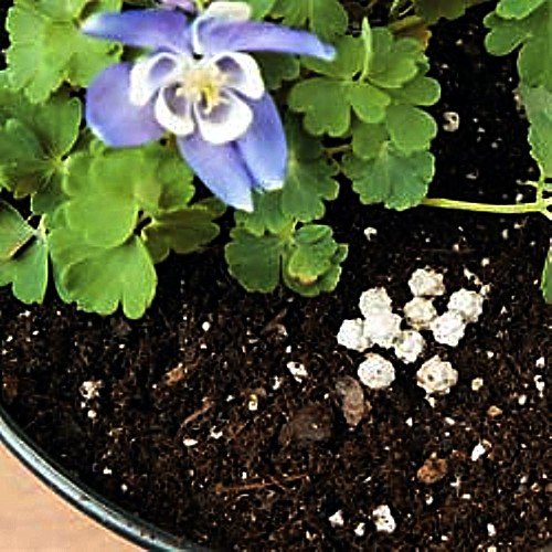 50 VermiPod Encapsulated Earthworm Cocoons - Organic