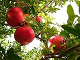 61kUTj8W4RL. SL160  Organic Pomegranate 30 Plus Seeds   Punica granatum