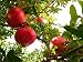 Organic Pomegranate 30 Plus Seeds - Punica granatum