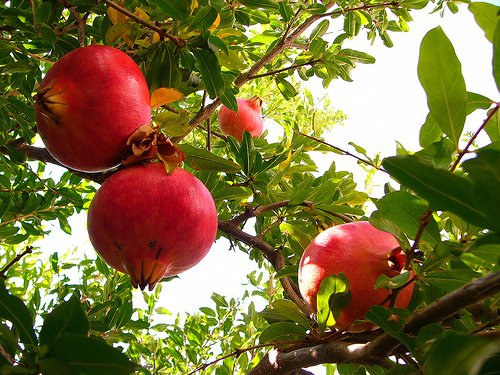 *Seeds and Things Organic Pomegranate 30 Plus Seeds - Punica Granatum *Seeds and Things Organic Pomegranate 30 Plus Seeds - Punica Granatum
