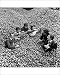 Photographic Prints of British Pop Music - The 1960s - The Applejacks - Hereford - 196 from PA Photo