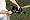 Remington TB5024TH 24-Inch Dual Action Titanium Coated 5-Amp 3/4-Inch Cut 180-Degree Rotating Handle Electric Hedge Trimmer
