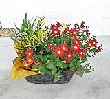 【お祝い・ご挨拶に】季節の鉢花　寄せかご　クロトン＆スプレーマム