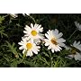 Sony SLT-A35K SLT-Digitalkamera (16 Megapixel, 7,6&hellip von Sony