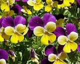 Johnny Jump Up Viola 200 Seeds