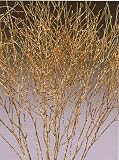 Winter Cress Gold Sparkle - 21 inches Tall