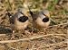 Jigsaw of Long-tailed Finches - feeding on the ground from Ardea