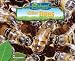 Book Killer Bees (No Backbone! the World of Invertebrates)