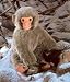 Stuffed Japanese Macaque