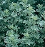 David's Non-Hybrid Medicinal Herb Wormwood (Artemisia absinthium) 200 Seeds per Packet