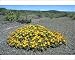 Photographic Prints of ASW-4718 Mat-forming mesem flowering after rain from Ardea Wildlife Pets