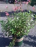 Scorcher Heatwave Sage One Gallon Perennial