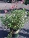 Scorcher Heatwave Sage One Gallon Perennial
