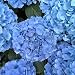 Hydrangea Nikko Blue macrophylla - Bigleaf-A Top Seller 4 inch pot