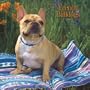 French Bulldogs 2008 Square Wall Calendar (German, French, Spanish and English Edition)