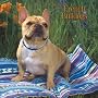 French Bulldogs 2008 Square Wall Calendar
