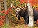 WHITE MOUNTAIN Puzzles Autumn King - 550 Piece Jigsaw Puzzle
