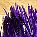 Saddle Hackle for Fly Tying/Tying Flies (Purple)