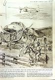 1952 Cattle Abattoir Slaughter Refrigeration Australia