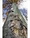 Photographic Prints of Beech Tree - Oyster mushroom (Pleurotus ostr) from Ardea Wildlife Pets