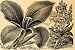 1894 Print Canna Flowers Lily Cannaceae Art J L Childs - Original Halftone Print