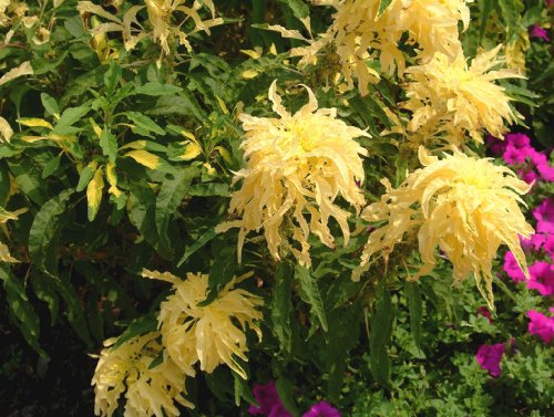 50 AURORA YELLOW AMARANTHUS Tricolor Josephs Coat Flower Seeds *Comb S/H 50 AURORA YELLOW AMARANTHUS Tricolor Josephs Coat Flower Seeds *Comb S/H