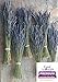 L+ Dried Lavender Bundles: Pure, Natural Home Decor and Fragrance. Bundles are Made from 100% Natural Local Farms Lavender, Perfect for Home Decoration, 6 Bundles