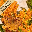 25 Seeds, Butterfly Weed (Asclepias Tuberosa) Seeds By Seed Needs