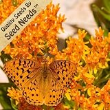 25 Seeds, Butterfly Weed (Asclepias Tuberosa) Seeds By Seed Needs