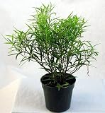 61kpYdJtv1L. SL160  Bamboo Leaf Weeping Fig Tree   Bonsai or House Plant