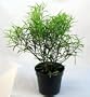 Bamboo Leaf Weeping Fig Tree - Bonsai or House Plant