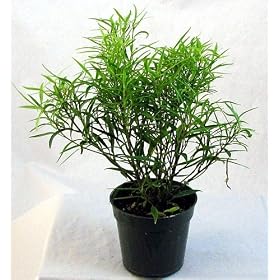 Bamboo Leaf Weeping Fig Tree - Bonsai or House Plant